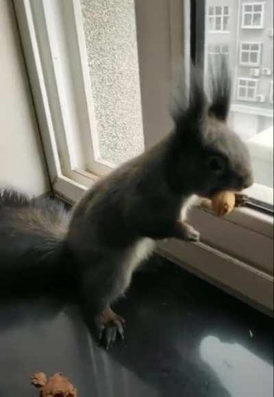 A squirrel who brings some dried seeds to trade for nuts.