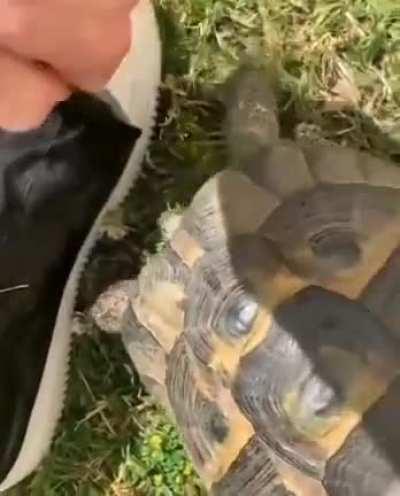Tortoise