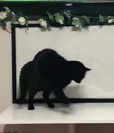 WHAT IS THIS THING BEHIND ME AAAAA