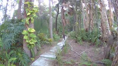 Video of Tampa critter