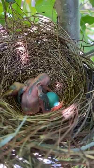 Found these beautiful nest in my garden. I felt so happy and relieved watching them.