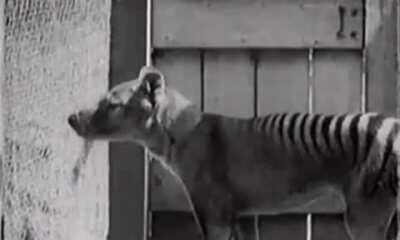 This is &lsquo;Benjamin&rsquo;, the last known surviving Tasmanian tiger. He died in 1936