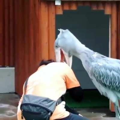 🔥 A Shoebill Stork native to east tropical Africa 🔥