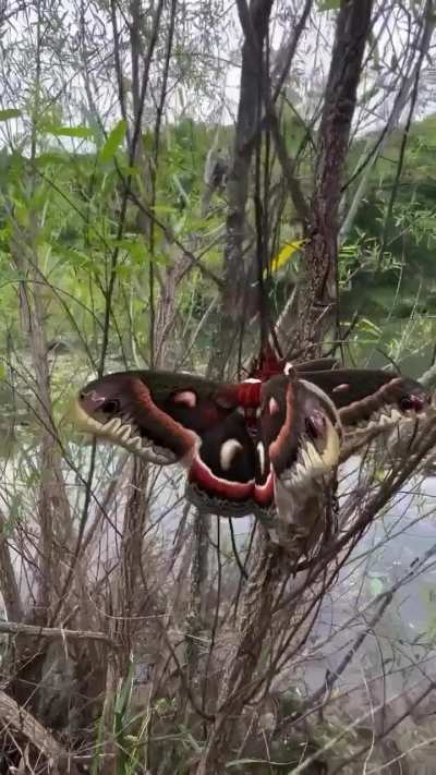 This is the first time I've seen this type of butterfly; does anyone know what it is?