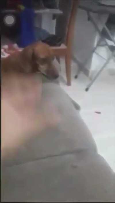 cachorro burro da peste 