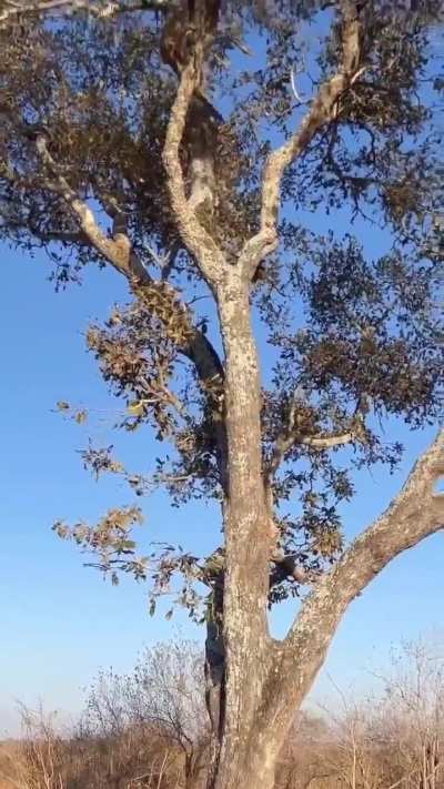 🔥 Squirrel teaches leopard some lessons in a game of one on one tag