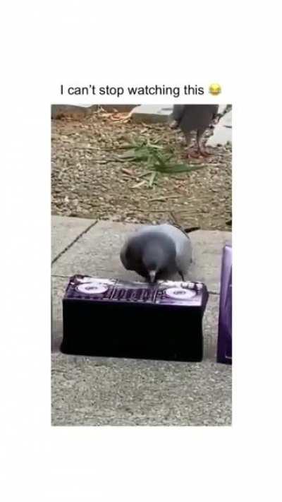 Pigeon rave 🤔