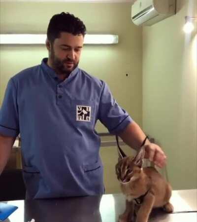 To scare the veterinarian