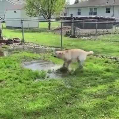 Blind doggo reacts to finding a puddle