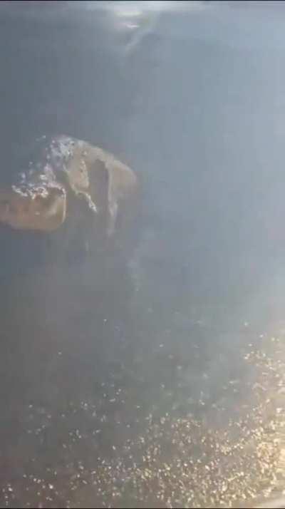 Crocodile Seen Strolling On Maharashtra Road After Heavy Rain