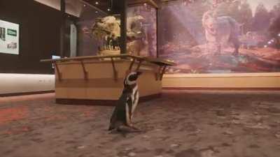 Shedd Aquarium Penguins Visit the Field Museum