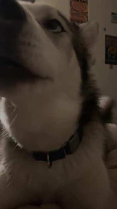 A minute long full blown vocal tantrum. This is a first for us… been sick for 8 days so he is losing his mind