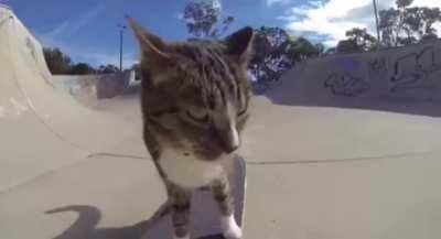 my favorite video of all time