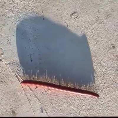 Centipedeus Deathicus, the lord of shadows