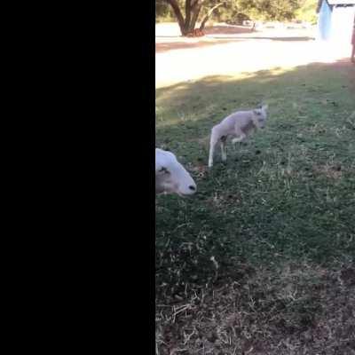 Little Andy (lamb) meets Kathy (chicken)