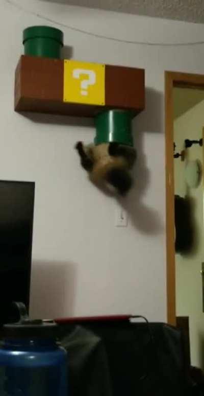 wORK hAzArD wARNinG, italiaN pLUMbER DiEs tRYInG tO clEAn ThE dRAiNs, BOdY UnTrAcEablE