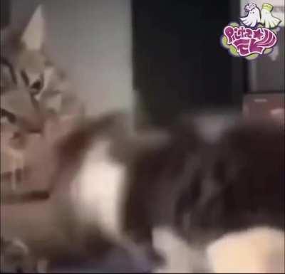 I'm convinced that Ink Me Up is one of the greatest Nintendo songs ever made.