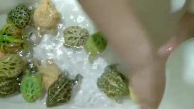 washing my Pet frogs!!!!