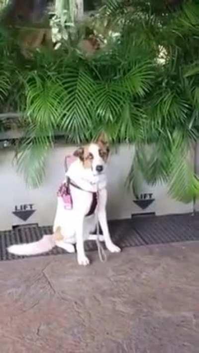 O cachorro ta fodase