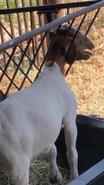 A kid at my job got their head stuck trying to outsmart the system