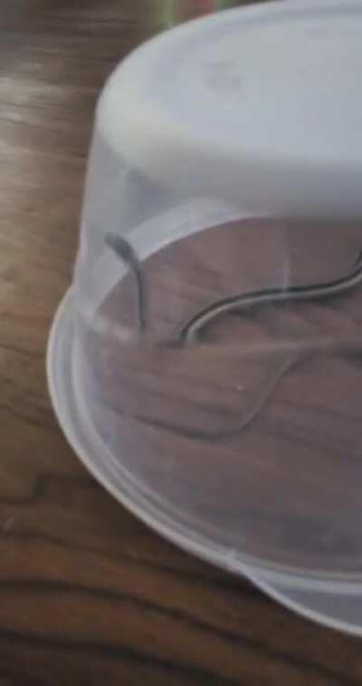 Surprise! He brought me a present from outside...