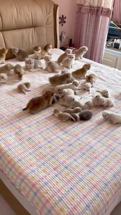 Cute cats 😍😍❤️