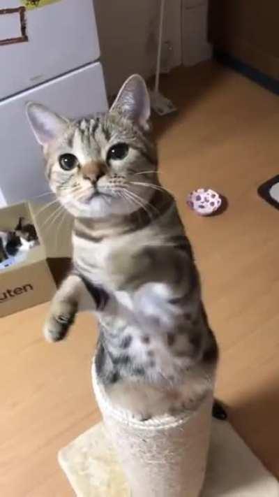 Cat.