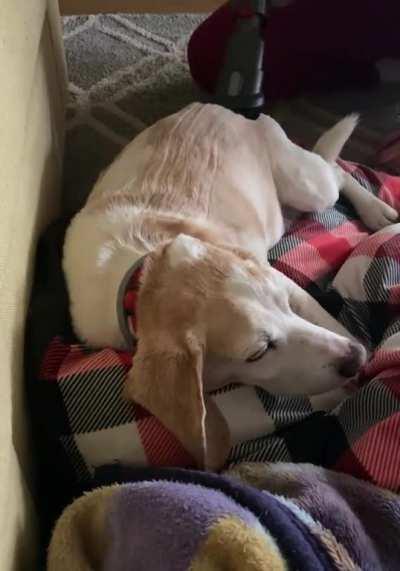 Andy loves to get vacuumed 