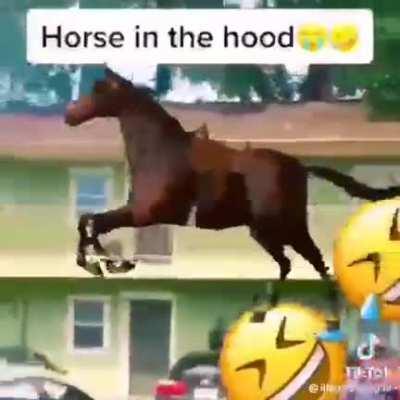 hors in hoood 😂😂🤣🤣🤣🤣🤣🤣🤣🤣🤣🥲🥲😂😂🤣😂