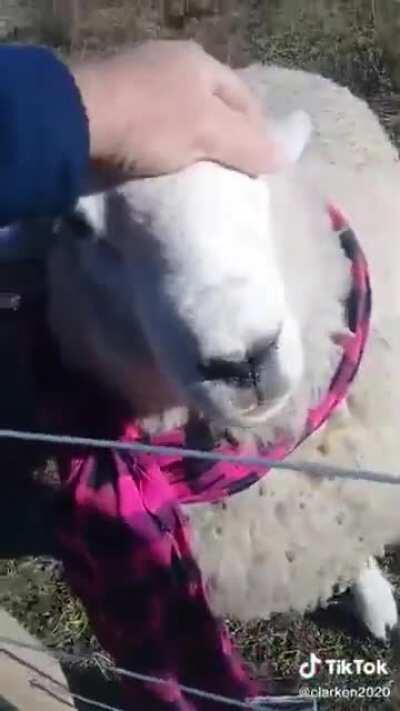 Jaja cabra con bufanda