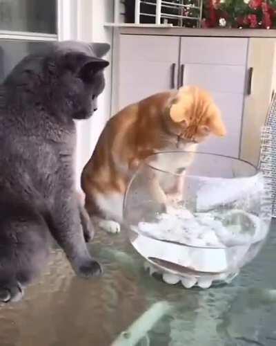 fish are friends not food....