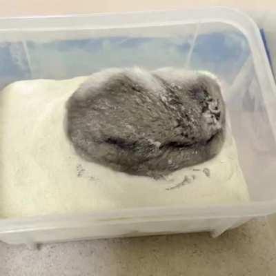 Hamster Taking a Sand Bath