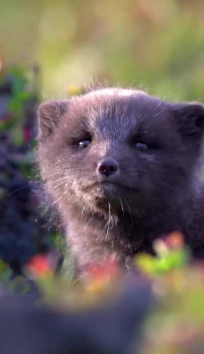 🔥a baby Arctic fox