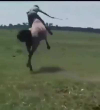 Next step is the rodeo