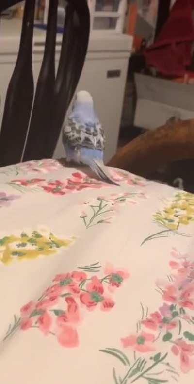 IKEA bird is that you?