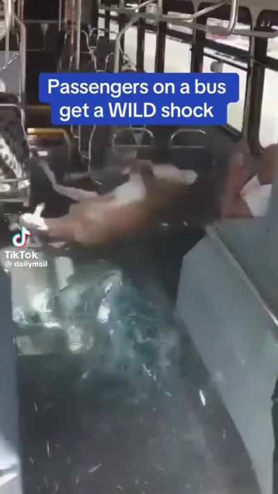 Deer didn't want to miss the bus.