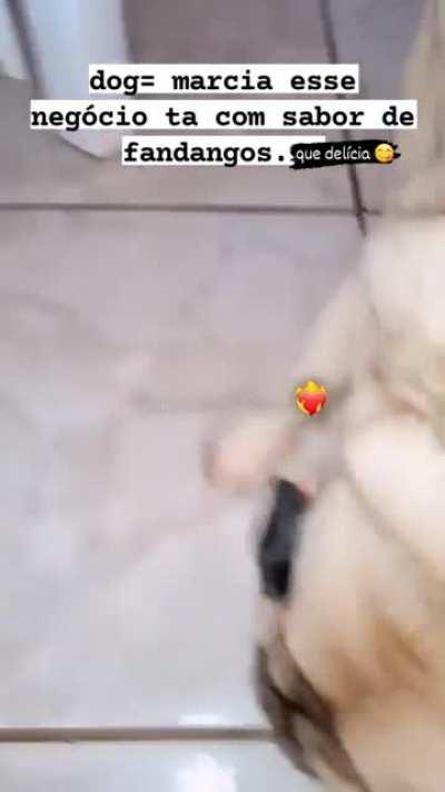 Quando seu cachorro acha o kit gay.