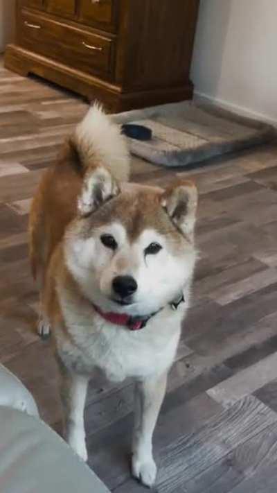 🥹 He’s a good boy