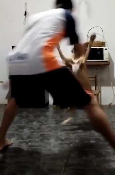 Cachorro capoeirista 