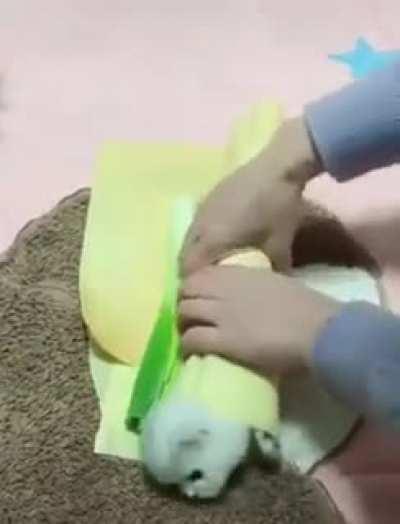 The Cat, laptop destroyer, hater of League of legends