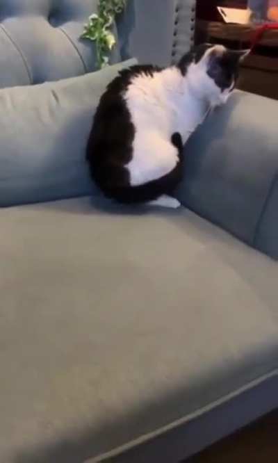 This cat curls up to a full circle.