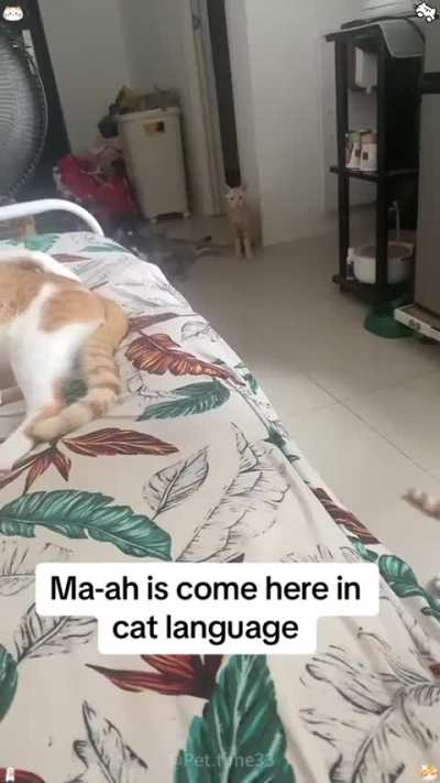 How to speak cat. First lesson: 