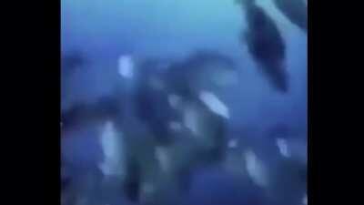 Kong after dodging the atomic breath