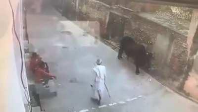 This is what cow should do with all muzzies who tries to kill and eat them