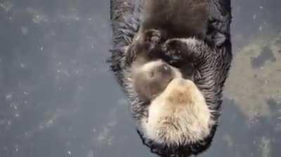 Baby Sea Otter trying to sleep on Mom