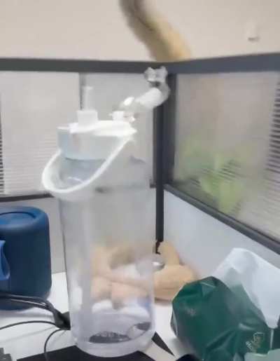 Cute cat trying to help with work