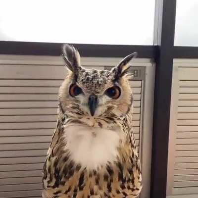 Drone attempts to communicate