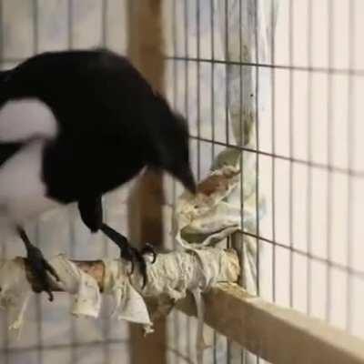 Домашняя сорока