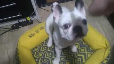 Grito perfeitamente cortado