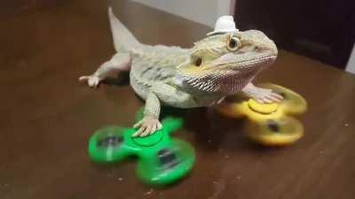 Admit it, you'll never be as cool as this fidget-spinning Bearded Dragon